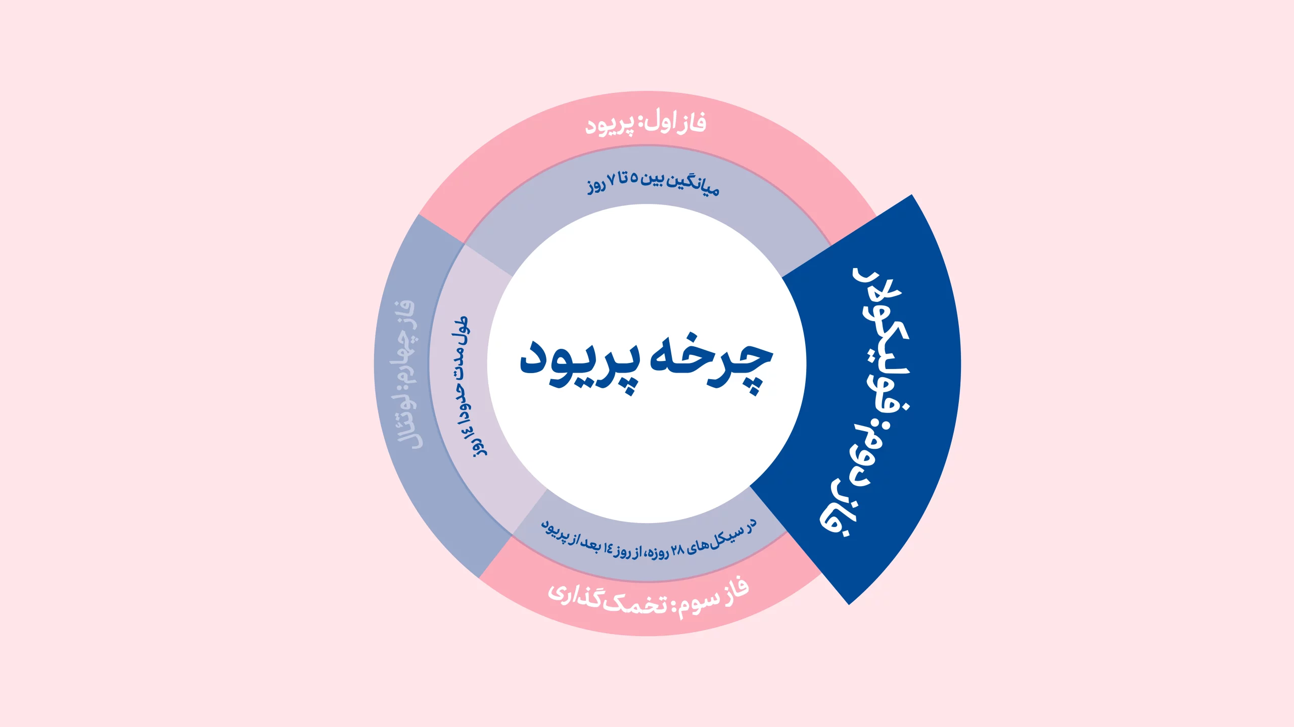 فاز فولیکولی چرخه پریود